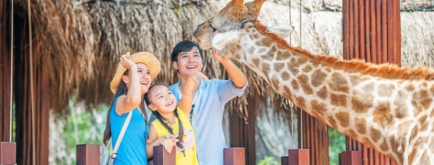Family feeding giraffes at Vinpearl Safari Phu Quoc, a top wildlife experience for kids in Vietnam