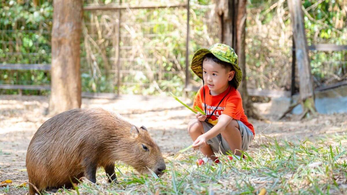 A young child wearing a sun hat feeds a capybara in a wildlife enclosure at Vinpearl Safari Phu Quoc, enjoying a close-up animal encounter in a natural setting.