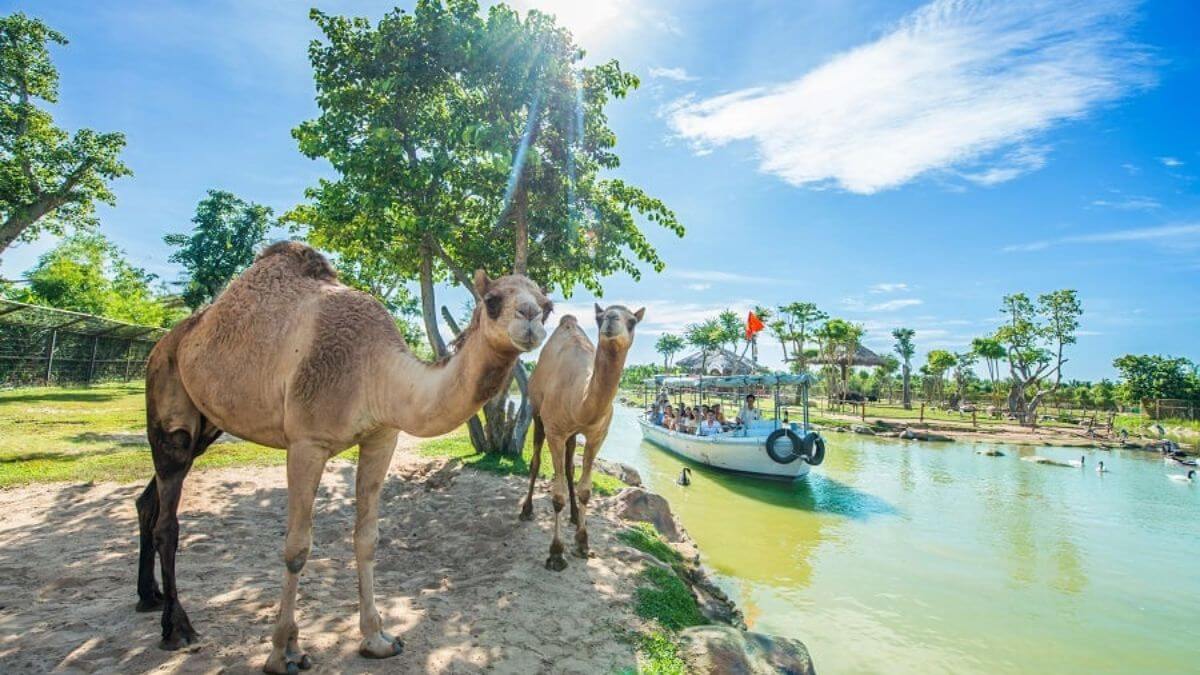 Two camels stand beside a river safari route at VinWonders Nam Hoi An, while visitors enjoy a boat tour through the wildlife sanctuary under a bright blue sky.