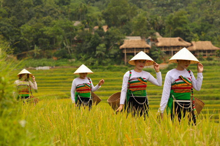 Thai ethnic women wearing traditional clothing walking through golden rice fields in Pu Luong.