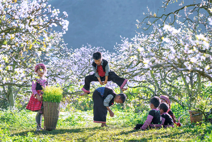 Ethnic children and local people playing and gathering in a blooming flower valley in Mai Chau, Vietnam.