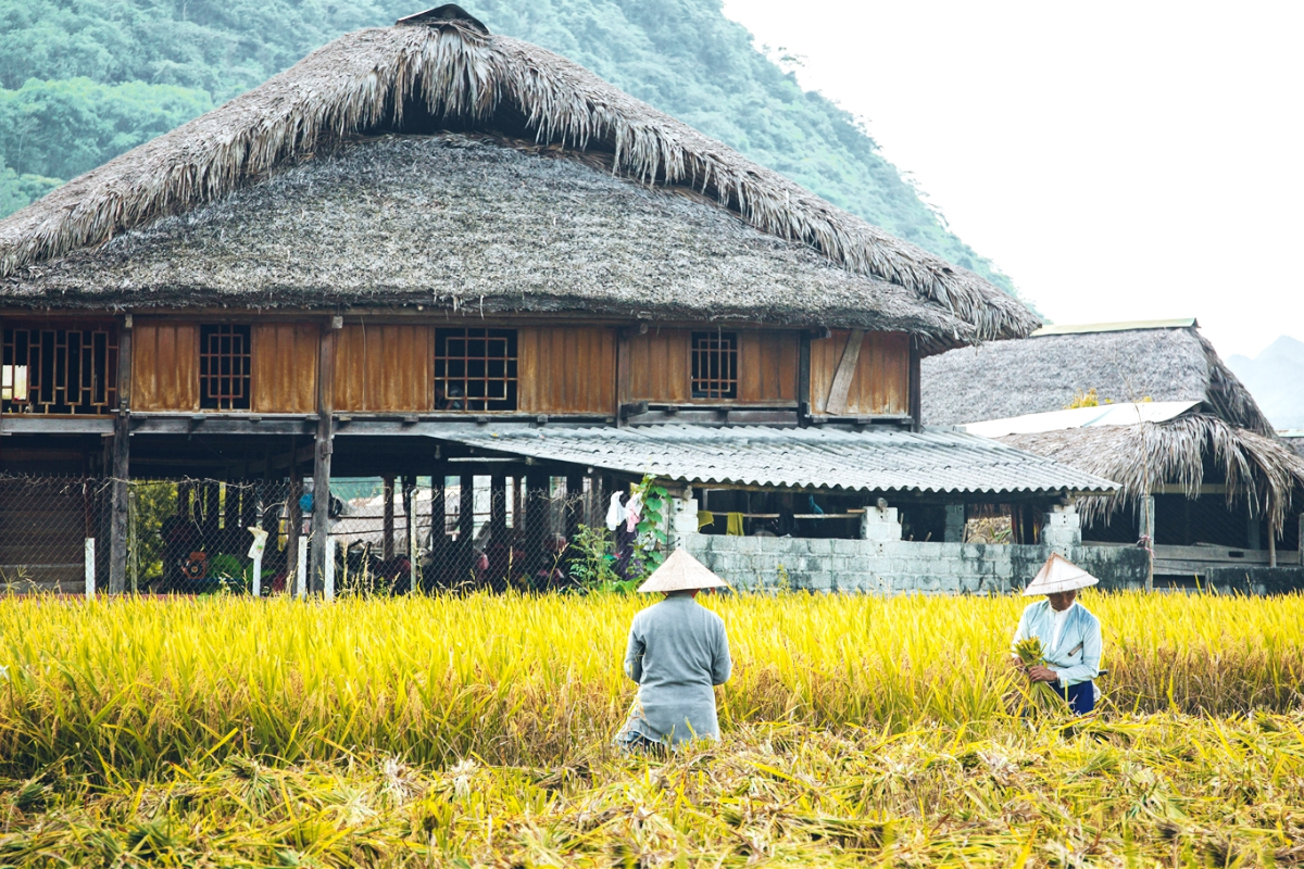 Traditional ethnic village house surrounded by golden rice fields in Ha Giang, Vietnam