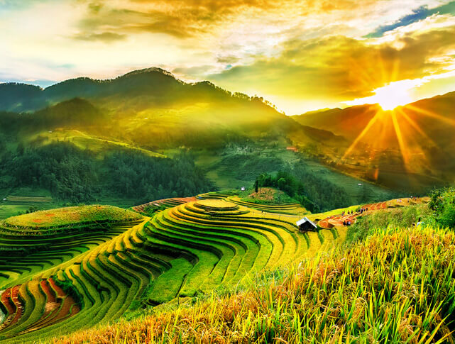 Terraced rice fields in Sapa with vibrant green and golden layers stretching across the mountainside beside a small wooden hut.