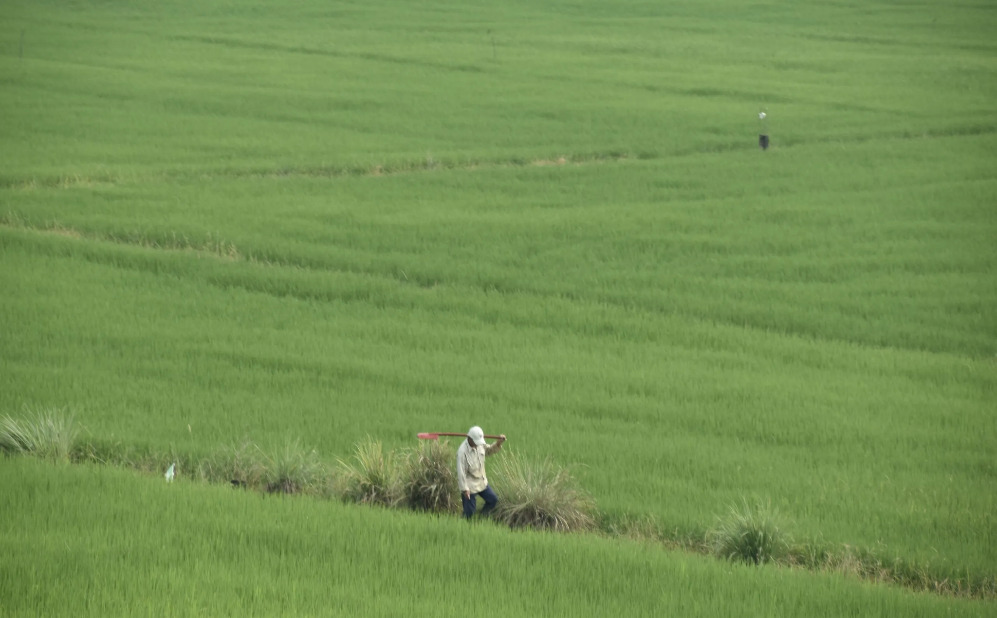 A farmer walking through vast green rice fields in the Mekong Delta, Vietnam.