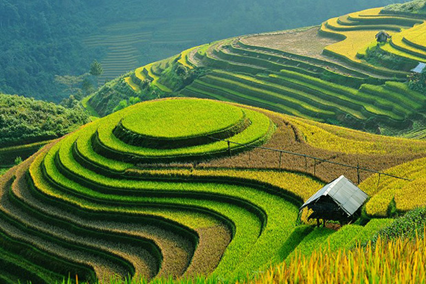 Terraced rice fields in Sapa with vibrant green and golden layers stretching across the mountainside beside a small wooden hut.