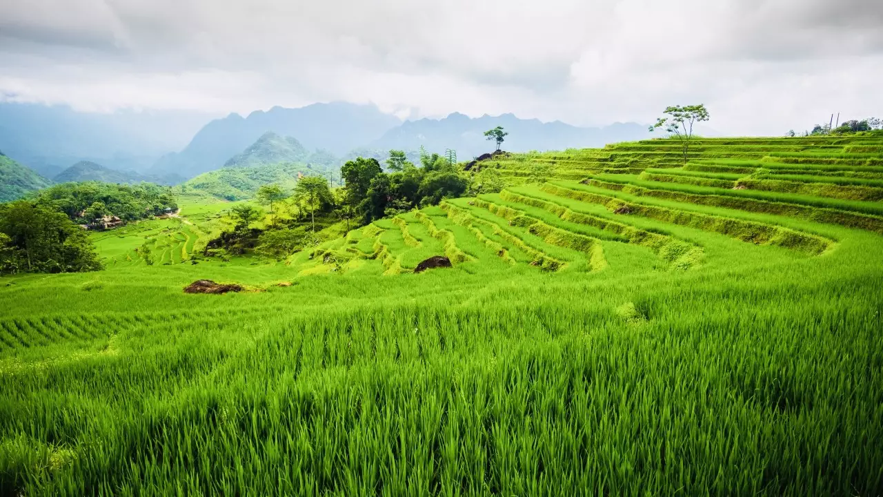 Green terraced rice fields in Pu Luong surrounded by mountains and lush countryside under a cloudy sky.