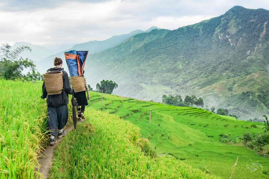Travelers trekking through the green rice terraces of Sapa with majestic mountains in the background.