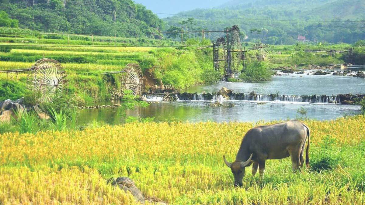 Water buffalo grazing beside rice fields and bamboo water wheels in Pu Luong Nature Reserve, Vietnam Caption:
