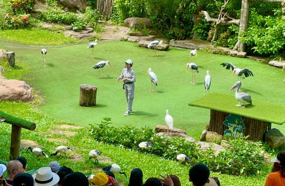 Bird show at Vinpearl Safari Phu Quoc